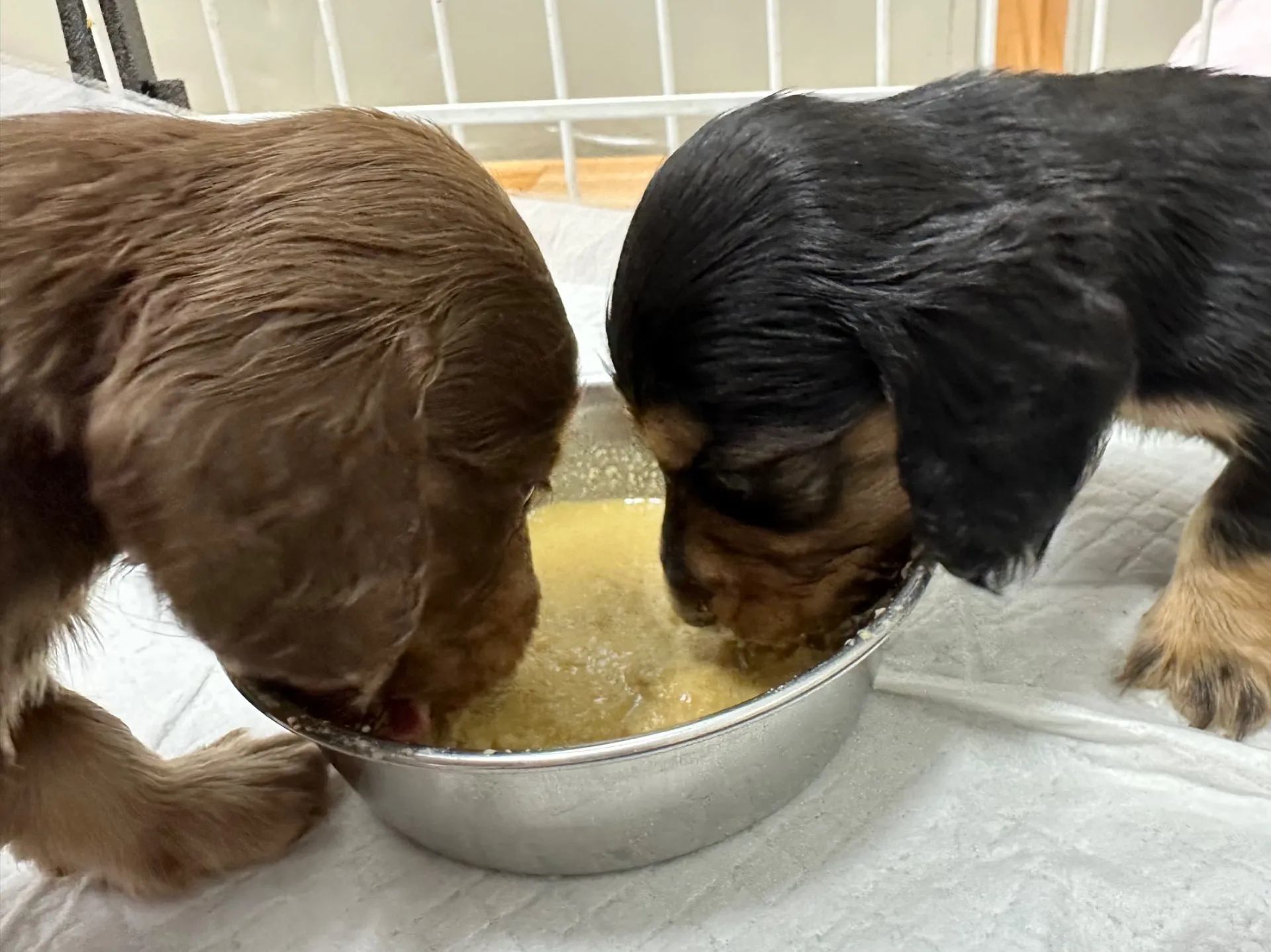 お菊仔 離乳食がスタートしました😋