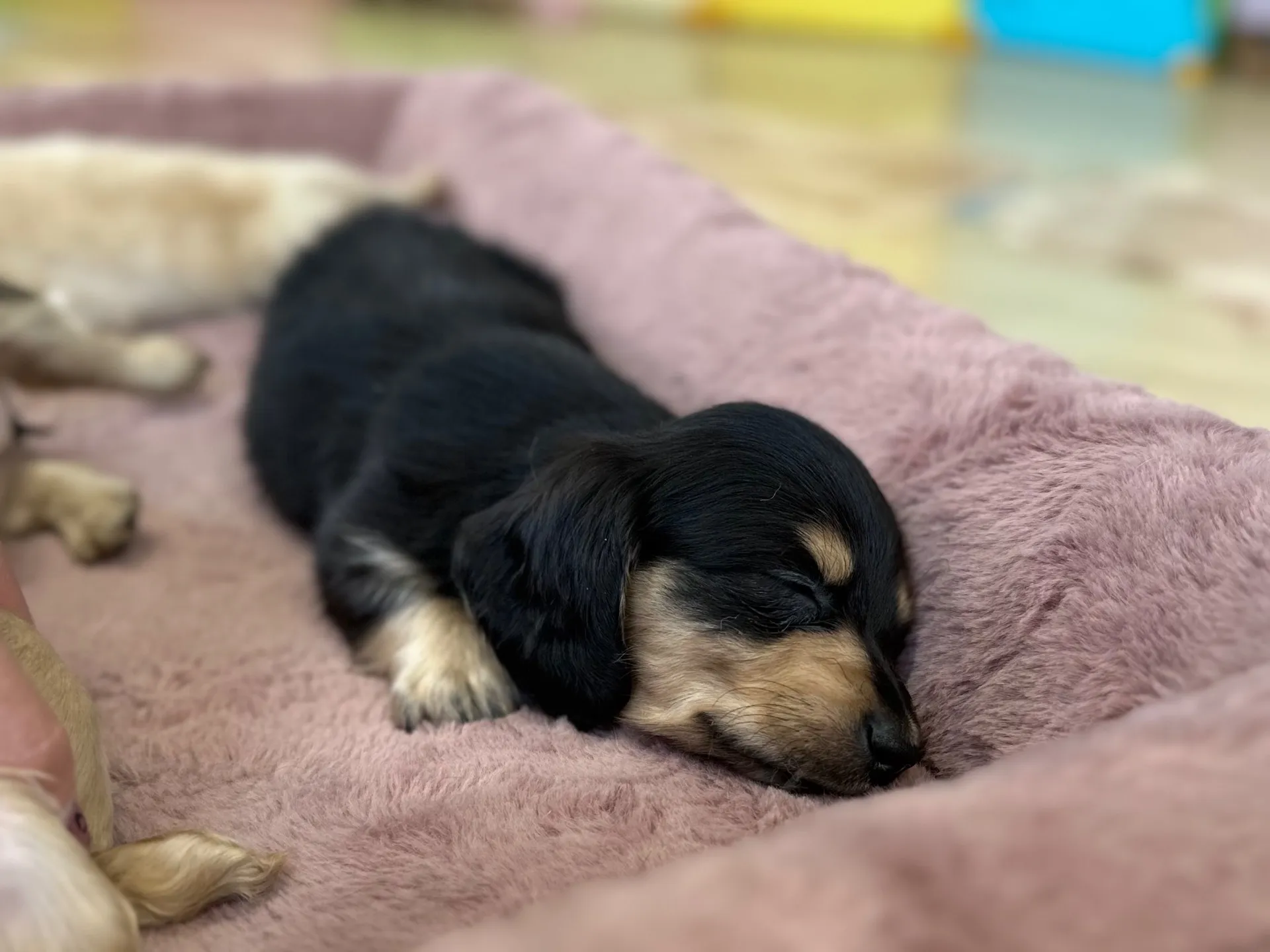 サディベイビーのお昼寝タイム💤