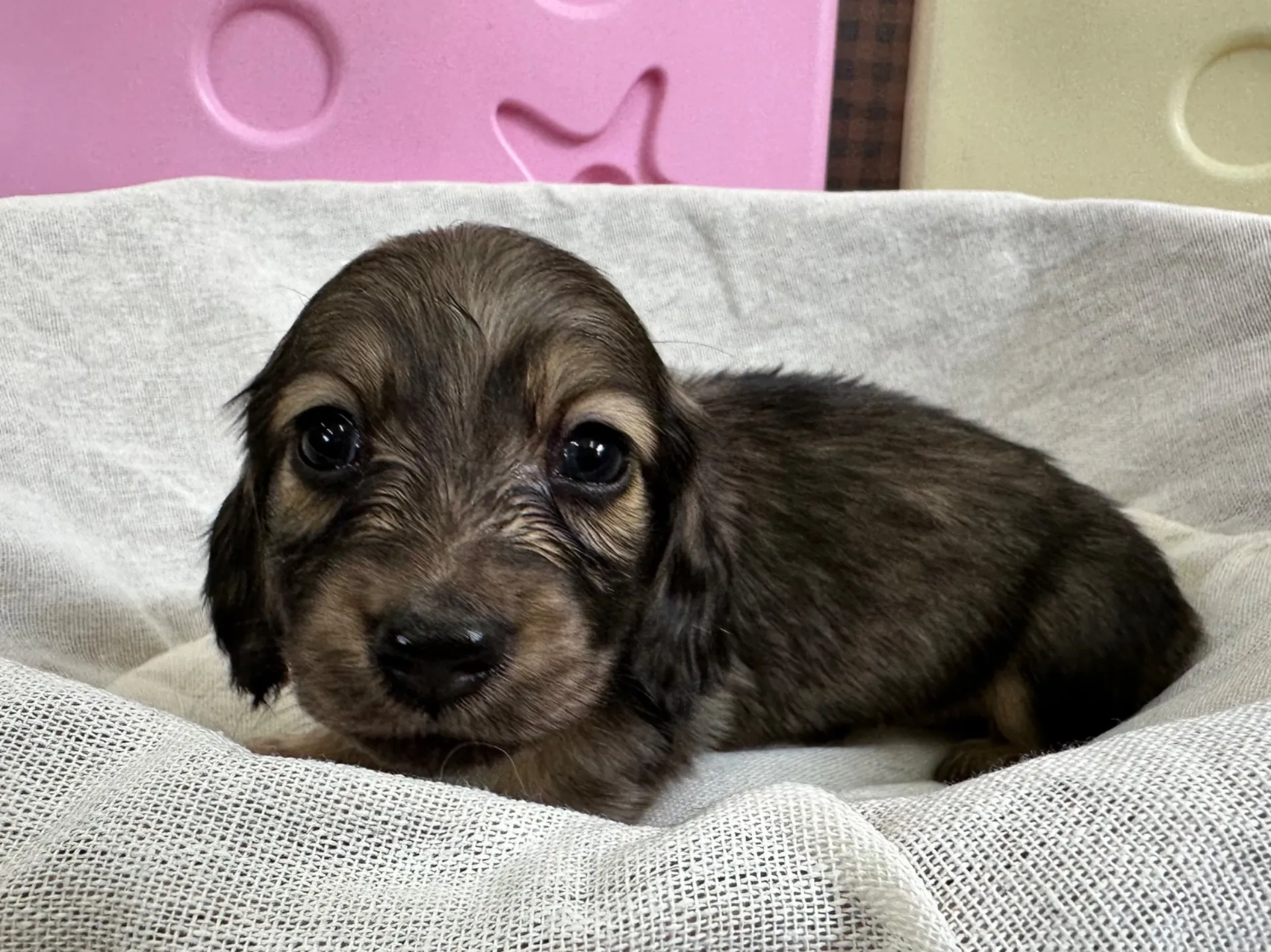 シェーデットイエローの男の子 ご家族決まりました!