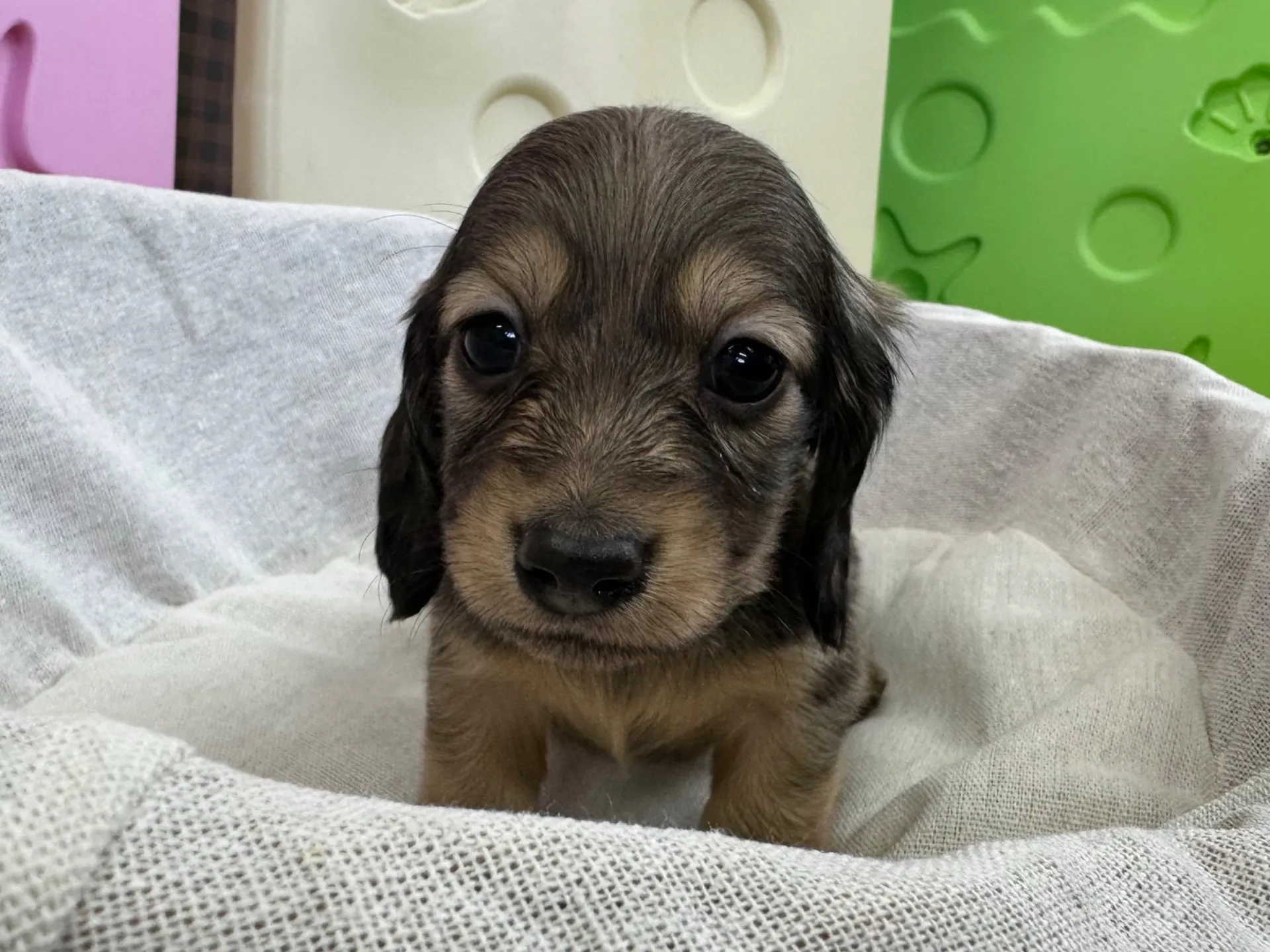 シェーデットイエローの男の子 ご家族決まりました!