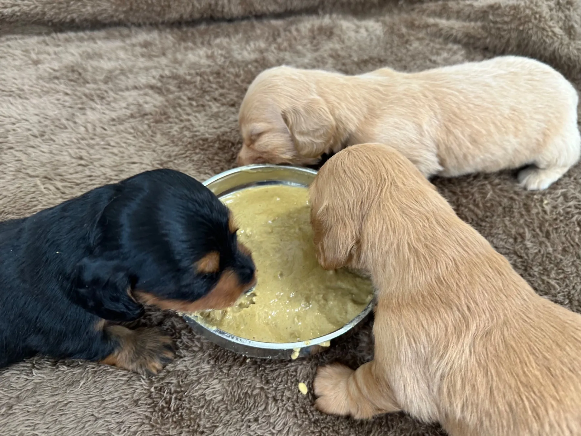 ナミ仔 離乳食スタートしました!