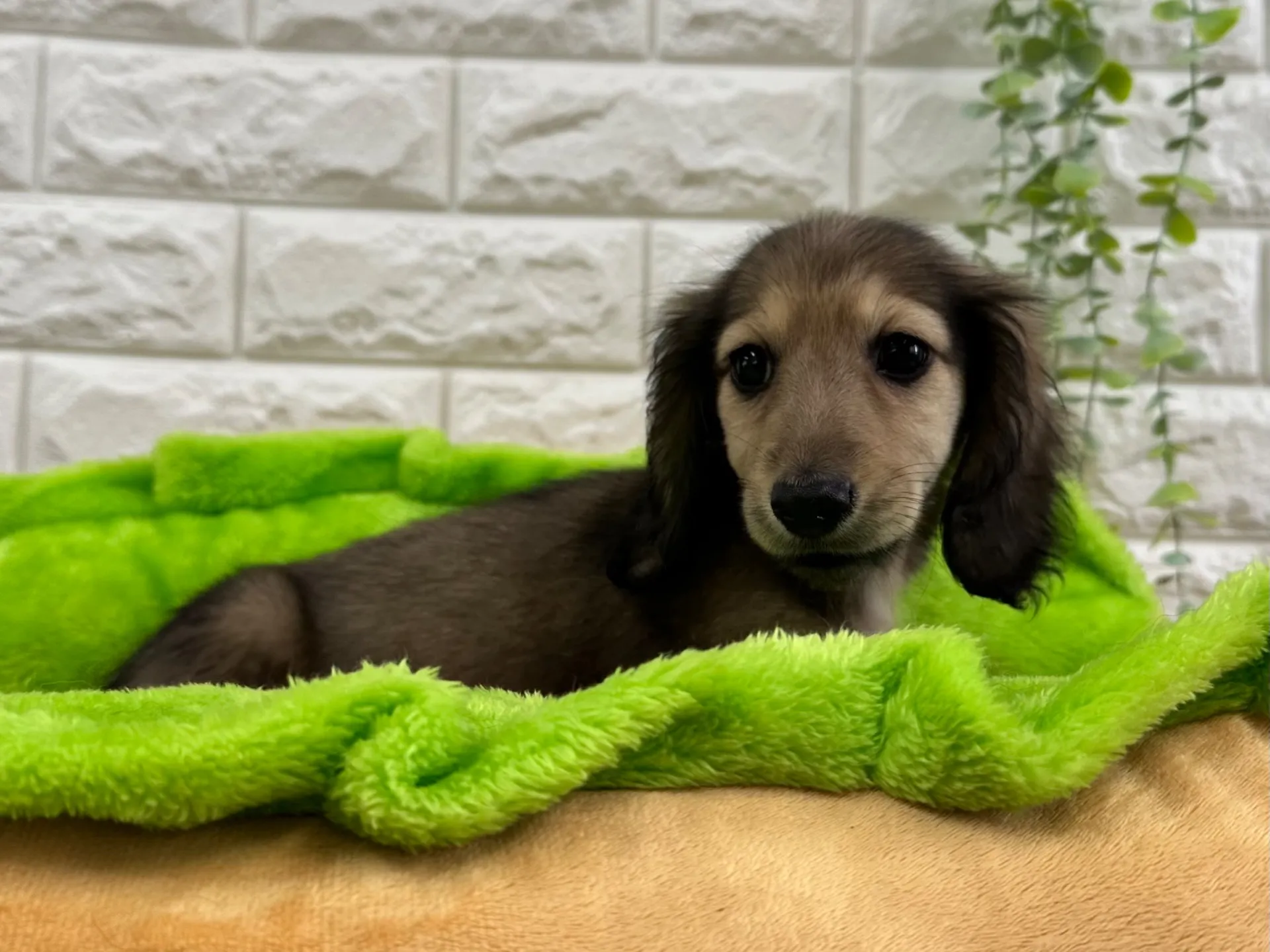 シェーデットイエローの女の子 ご家族募集中!