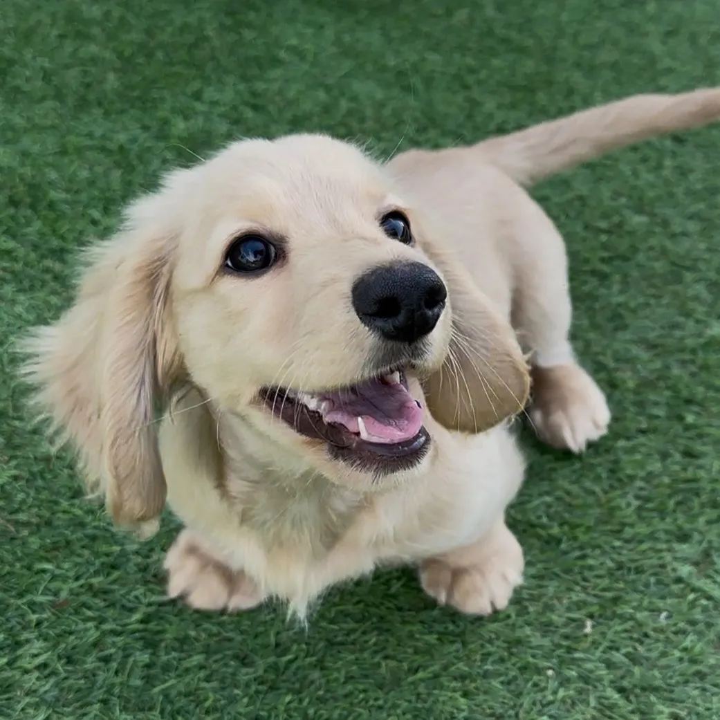 イエローの男の子 ご家族募集中!